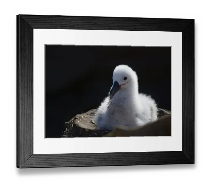 Framed Print : Black-browed albatross (T. m. melanophris) chick in nest, New Island, Falkland Islands Framed Print : Black-browed albatross (T. m. melanophris) chick in nest, New Island, Falkland Islands