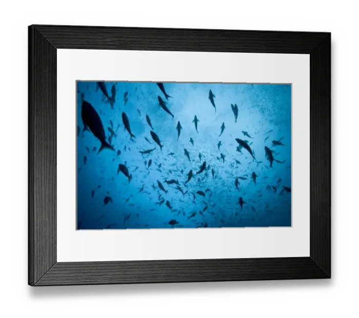 Framed Print : Ecuador, Galapagos Islands, Darwin Island, Underwater view of schooling fish Framed Print : Ecuador, Galapagos Islands, Darwin Island, Underwater view of schooling fish