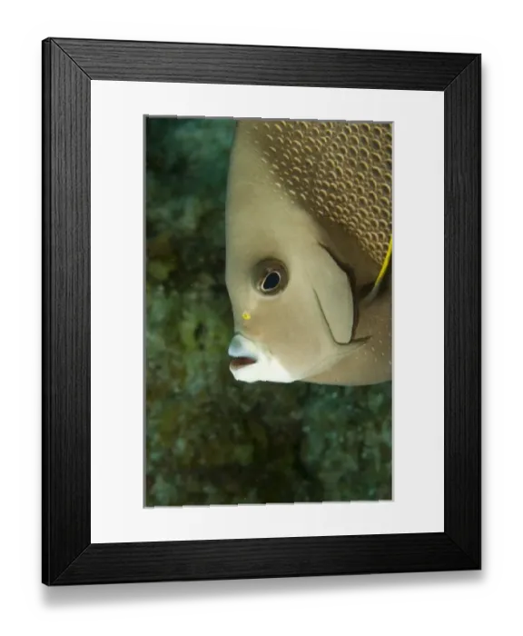 Framed Print : Central America, Belize