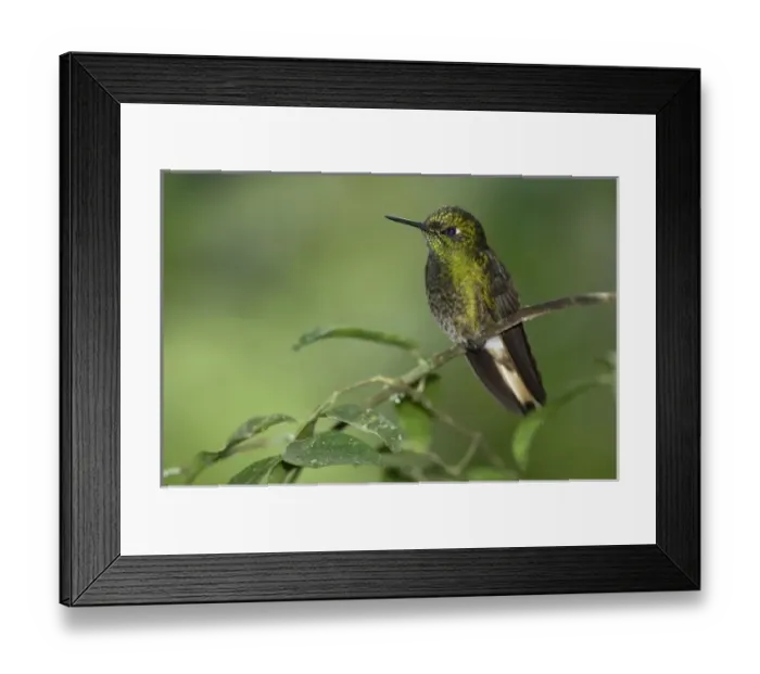 Framed Print : Central America, Ecuador Framed Print : Central America, Ecuador