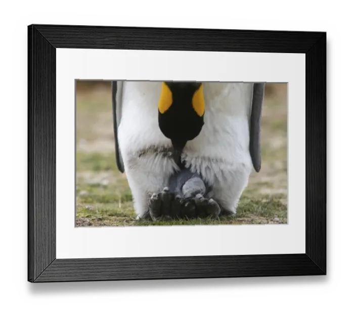 Framed Print : South America, Falkland Islands Framed Print : South America, Falkland Islands