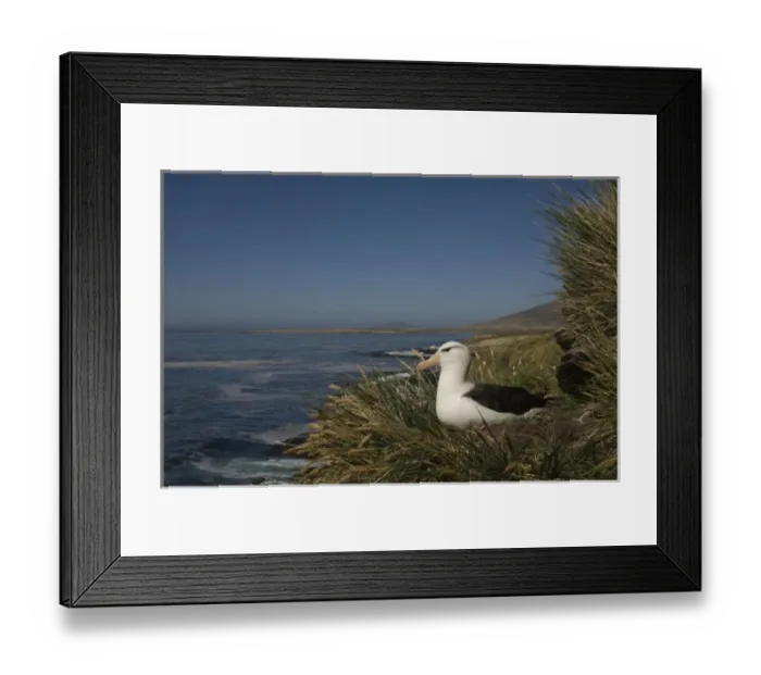 Framed Print : Black-browed Albatross (Thalassarche melanophrys) nesting onKeppel Island, off north Framed Print : Black-browed Albatross (Thalassarche melanophrys) nesting onKeppel Island, off north