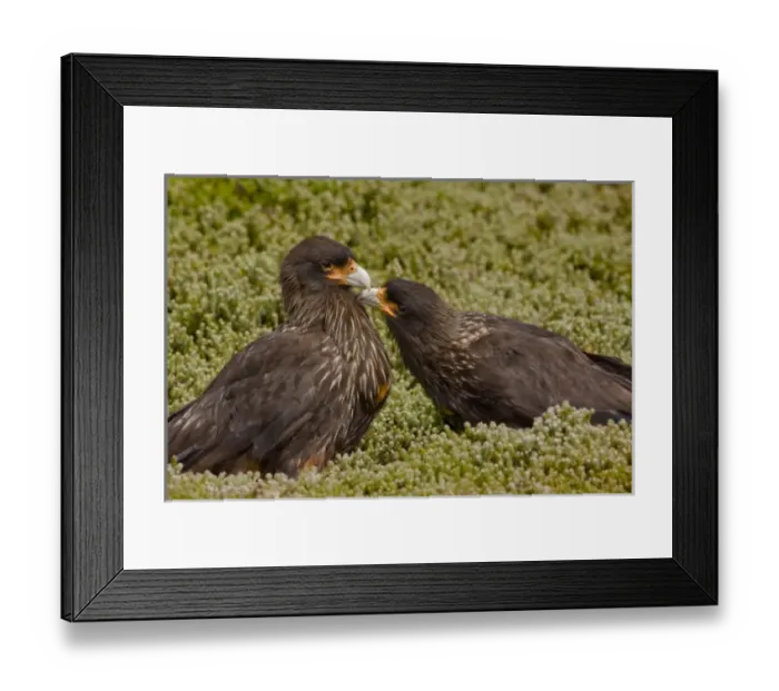 Framed Print : South America, Falkland Islands Framed Print : South America, Falkland Islands