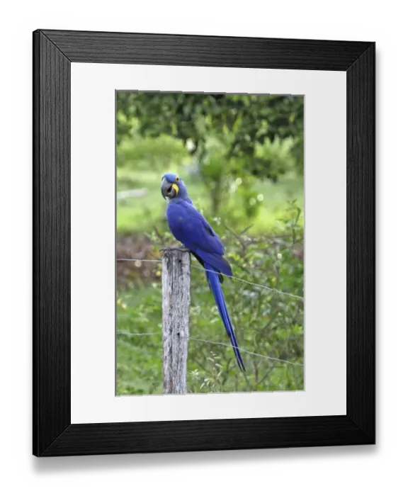 Framed Print : South America, Brazil Framed Print : South America, Brazil