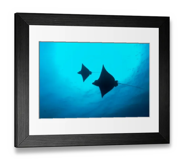 Framed Print : Ecuador, Galapagos Islands National Park, Wolf Island, Underwater view of Spotted Eagle Rays Framed Print : Ecuador, Galapagos Islands National Park, Wolf Island, Underwater view of Spotted Eagle Rays
