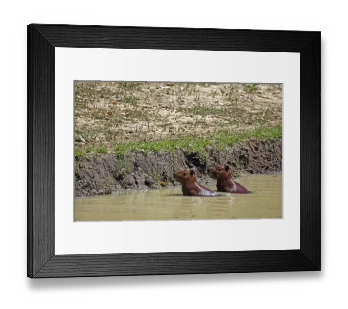 Framed Print : South America, Brazil