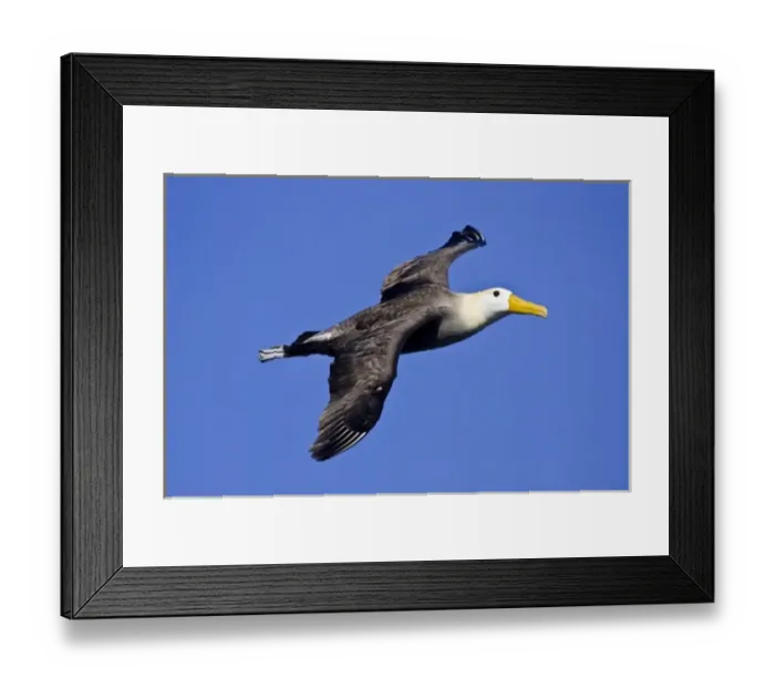Framed Print : Ecuador. A Waved Albatross, a Critically Endangered. species, soars cliff-side Framed Print : Ecuador. A Waved Albatross, a Critically Endangered. species, soars cliff-side