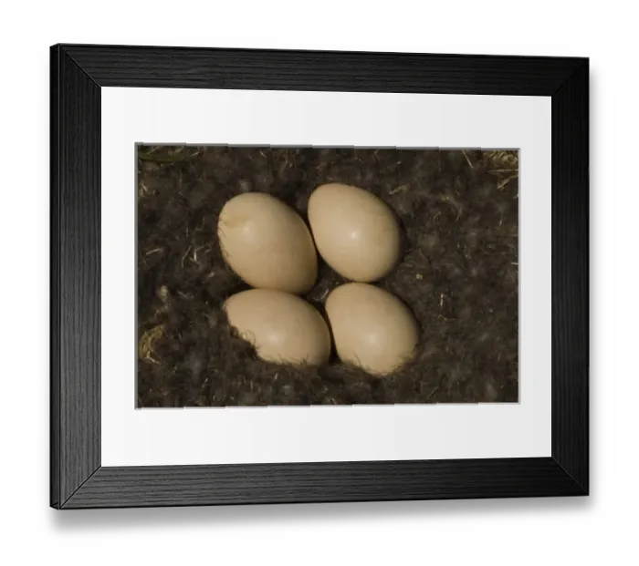Framed Print : South America, Falkland Islands Framed Print : South America, Falkland Islands