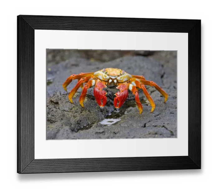 Framed Print : Ecuador. A Sally Lightfoot Crab, with its brilliantly colored carapace, is one of