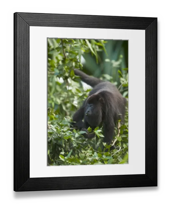 Framed Print : Black Howler Monkey (Alouatta pigra) Community Baboon Center, community Framed Print : Black Howler Monkey (Alouatta pigra) Community Baboon Center, community