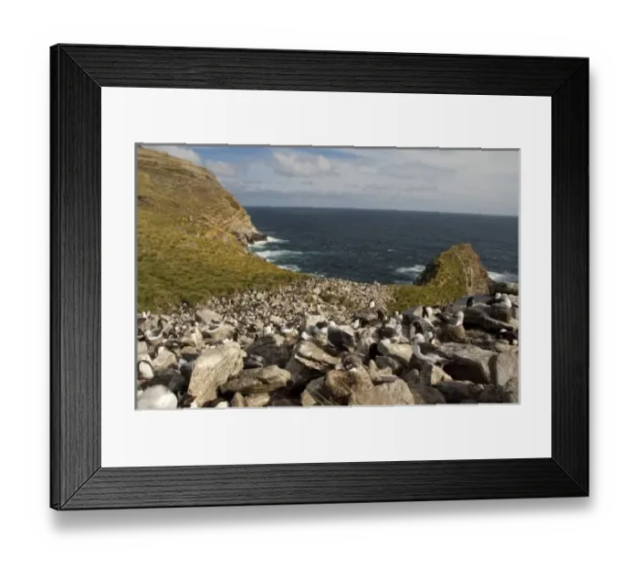 Framed Print : Falkland Islands, West Point Island. Devils Nose rookery. Black-browed albatross (wild Framed Print : Falkland Islands, West Point Island. Devils Nose rookery. Black-browed albatross (wild