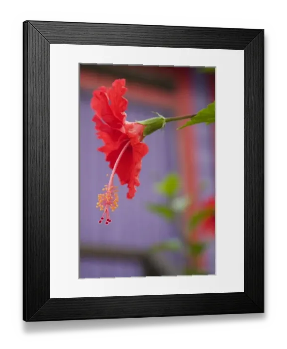 Framed Print : Red hibiscus flower (Hibiscus rosa-sinensis) near purple beach house, Placencia