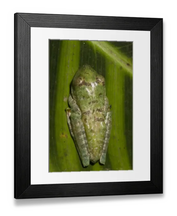 Framed Print : Central America, Ecuador