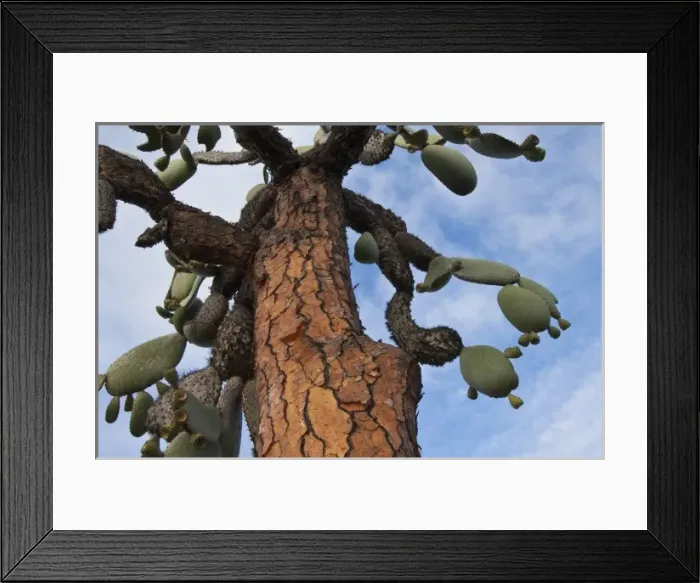 Framed Print : Opuntia Cactus (Opuntia echios var. gigantea) Tortuga Bay, Santa Cruz Island, Galapagos Islands