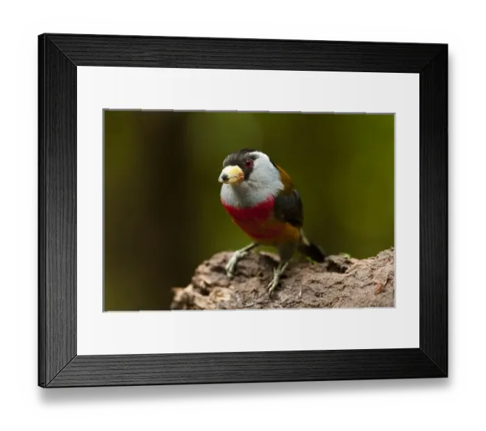 Framed Print : Central America, Ecuador