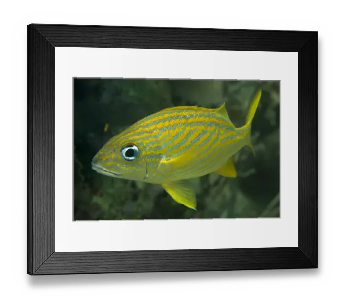 Framed Print : Central America, Belize