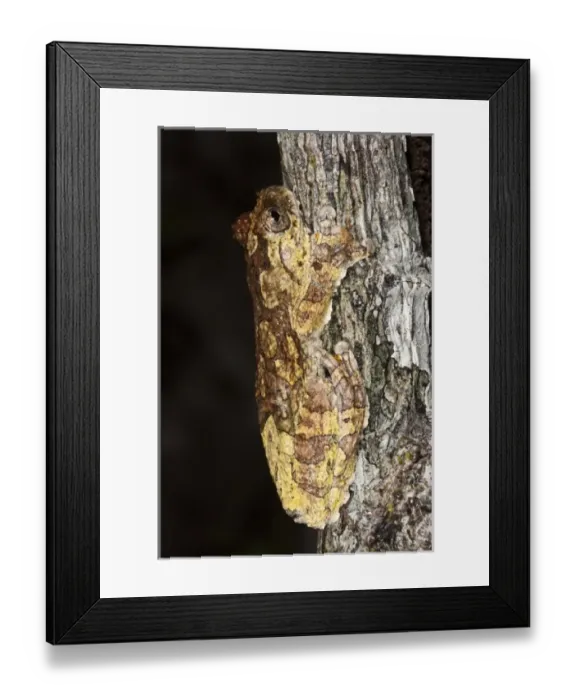 Framed Print : Central America, Ecuador Framed Print : Central America, Ecuador