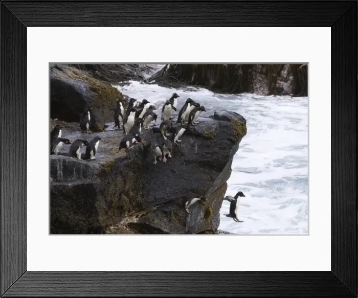 Framed Print : A group of Rockhopper penguins jump together into the surf from their rocky perch