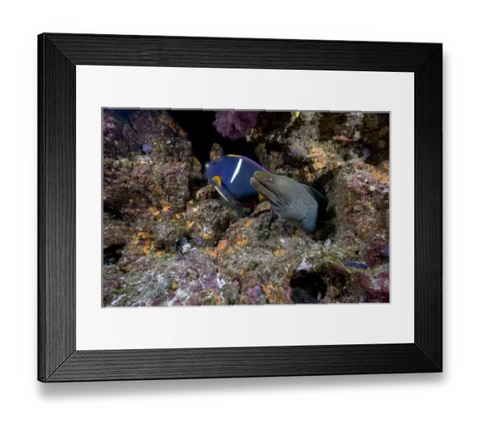 Framed Print : Ecuador, Galapagos Islands National Park, Wolf Island, Underwater view of Spotted Moray Eel Framed Print : Ecuador, Galapagos Islands National Park, Wolf Island, Underwater view of Spotted Moray Eel