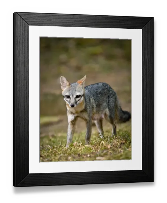 Framed Print : Central America, Belize Framed Print : Central America, Belize
