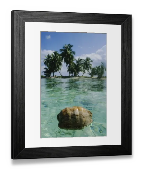 Framed Print : Coconut Tree, (Cocos nucifera), Natural Seed Dispersal, Barrier Reef, Belize, Central America Framed Print : Coconut Tree, (Cocos nucifera), Natural Seed Dispersal, Barrier Reef, Belize, Central America