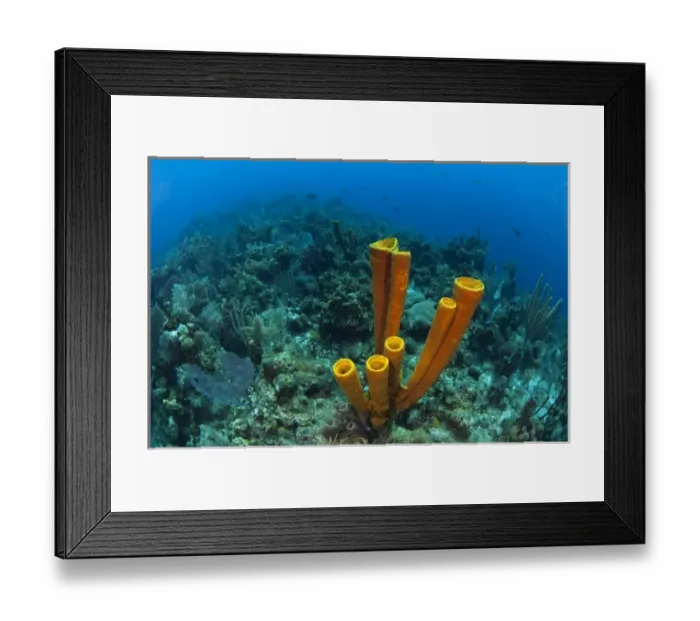 Framed Print : Yellow Tube Sponge (Aplysina fistularis) Coral Reef Island, Belize Barrier Reef Framed Print : Yellow Tube Sponge (Aplysina fistularis) Coral Reef Island, Belize Barrier Reef