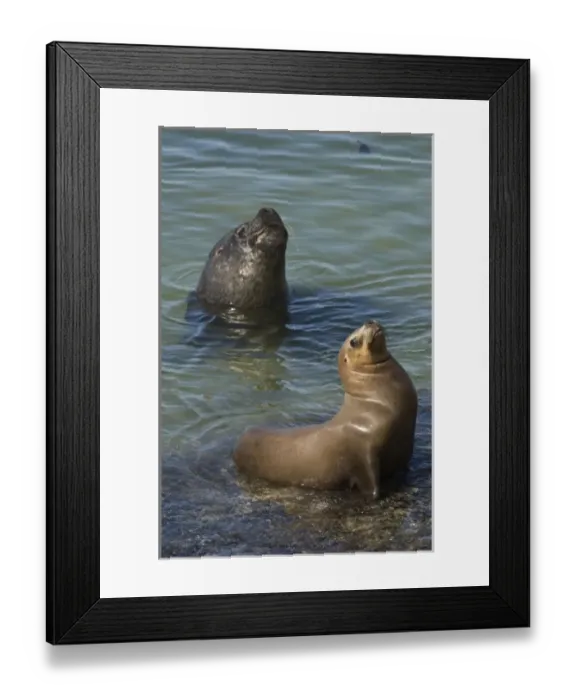 Framed Print : Southern Sealions (Otaria flavescens) Kidney Island, East Falkland, Falkland Islands Framed Print : Southern Sealions (Otaria flavescens) Kidney Island, East Falkland, Falkland Islands