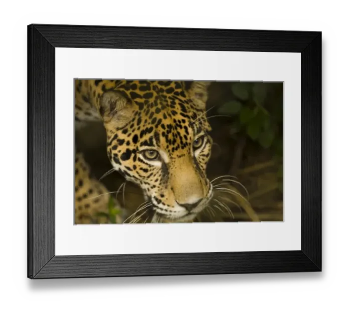 Framed Print : Central America, Belize Framed Print : Central America, Belize