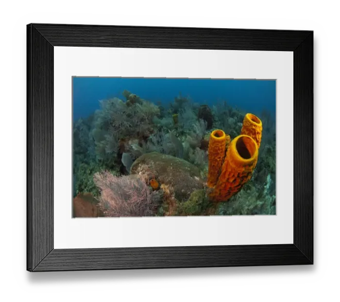 Framed Print : Yellow Tube Sponge (Aplysina fistularis) Coral Reef Island, Belize Barrier Reef Framed Print : Yellow Tube Sponge (Aplysina fistularis) Coral Reef Island, Belize Barrier Reef