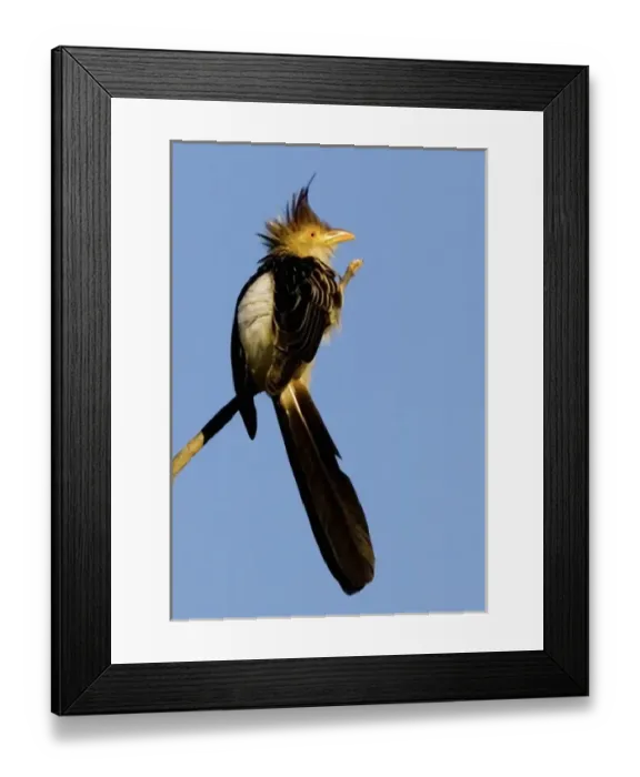 Framed Print : South America, Brazil. Guira cuckoo on limb Framed Print : South America, Brazil. Guira cuckoo on limb