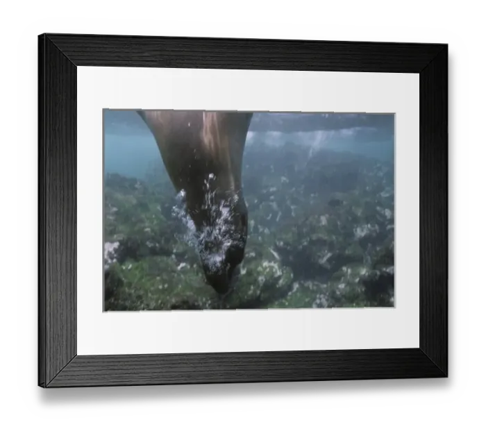 Framed Print : Ecuador, Galapagos Islands, Galapagos Sea Lion (Zalophus californianus) swimming