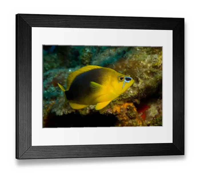 Framed Print : Central America, Belize Framed Print : Central America, Belize