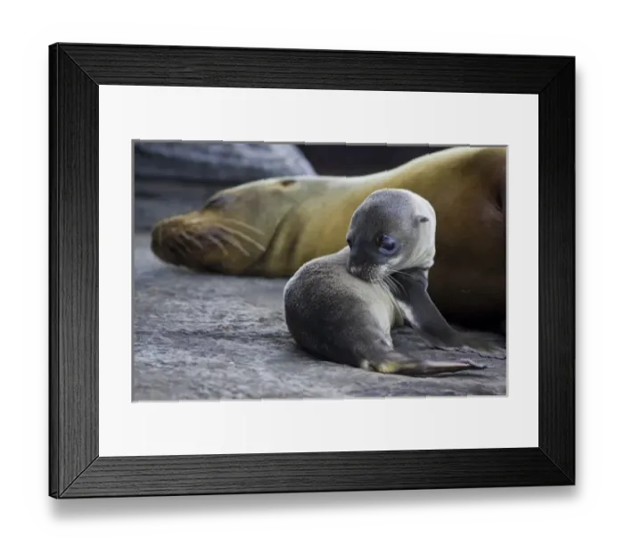 Framed Print : Central America, Ecuador Framed Print : Central America, Ecuador