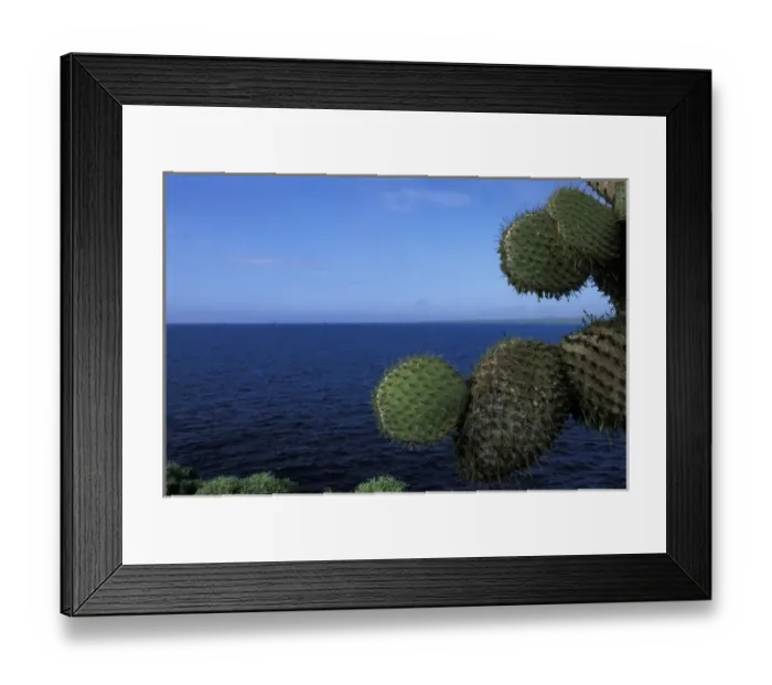 Framed Print : Ecuador, Galapagos Islands, Lone cactus on steep cliff above Pacific Ocean on Plaza Framed Print : Ecuador, Galapagos Islands, Lone cactus on steep cliff above Pacific Ocean on Plaza