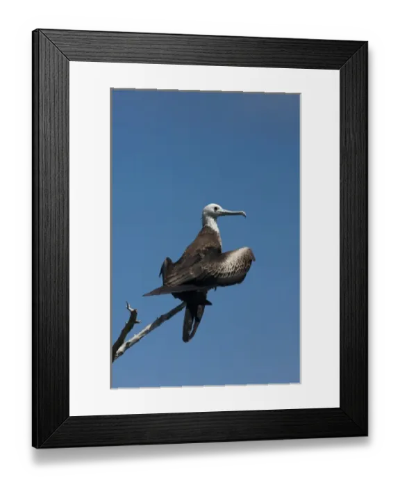 Framed Print : Magnificent Frigatebird (Fregata magnificens) Juvenile Isabela Island. Galapagos Islands, Ecuador