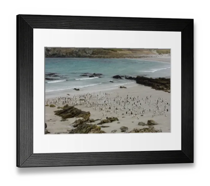 Framed Print : Gentoo Penguins (Pygoscelis papua) on beach. Pebble Island, off north coast of West Falkland Framed Print : Gentoo Penguins (Pygoscelis papua) on beach. Pebble Island, off north coast of West Falkland