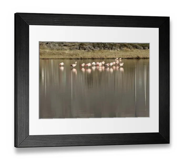 Framed Print : Argentina, El Calafate. Chilean Flamingoes (Phoenicopterus chilensis) at Laguna Nimes Framed Print : Argentina, El Calafate. Chilean Flamingoes (Phoenicopterus chilensis) at Laguna Nimes