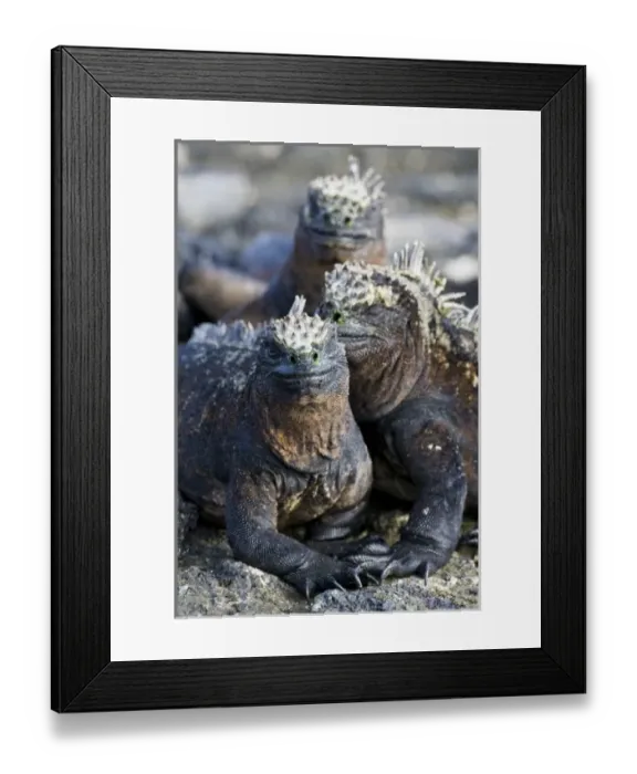 Framed Print : Ecuador. Marine Iguanas saoaking up the sun in the Galapagos islands