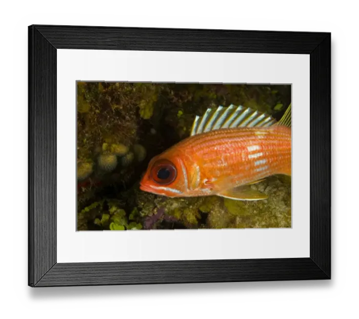 Framed Print : Squirrelfish (Holocentrus rufus) Hol Chan Marine Preserve, Belize Barrier Reef-2nd Framed Print : Squirrelfish (Holocentrus rufus) Hol Chan Marine Preserve, Belize Barrier Reef-2nd