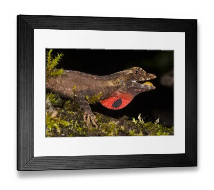 Framed Print : Masked Treefrog (Smilisca phaeota) captive, Choca Region of NW Ecuador