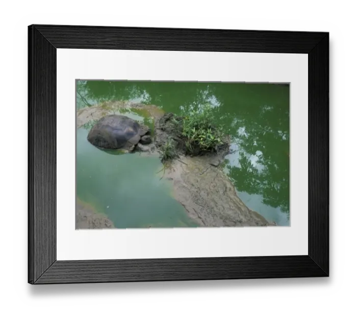 Framed Print : Ecuador, Galapagos Islands, Galapagos Tortoise (Geochelone elephantopus) resting