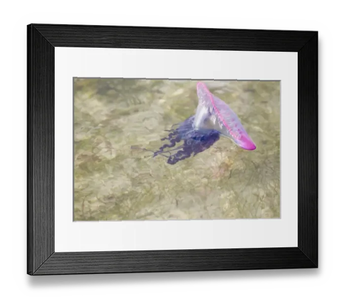 Framed Print : Portuguese Man o War Jellyfish (Pgysalia physalis) Turneffe Caye, Belize (RF) Framed Print : Portuguese Man o War Jellyfish (Pgysalia physalis) Turneffe Caye, Belize (RF)