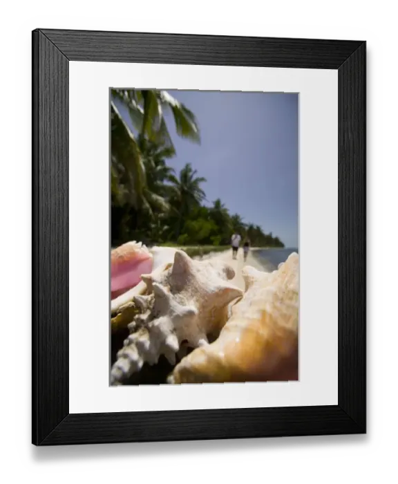 Framed Print : Conch Shells, Half Moon Caye, World Heritage Site-Lighthouse Reef Atoll, Belize. (RF) Framed Print : Conch Shells, Half Moon Caye, World Heritage Site-Lighthouse Reef Atoll, Belize. (RF)