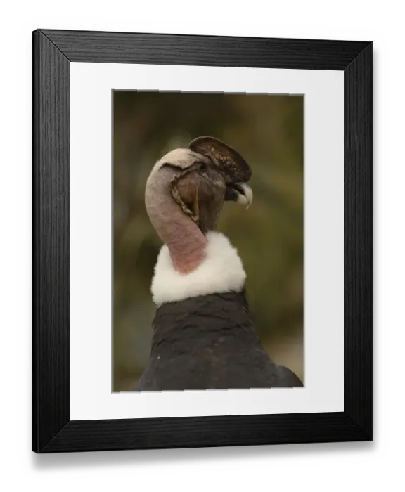 Framed Print : Andean Condo (Vultur gryphus), captive, Andes, Ecuador, South America Framed Print : Andean Condo (Vultur gryphus), captive, Andes, Ecuador, South America