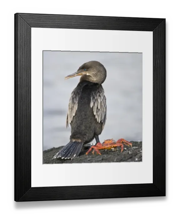 Framed Print : Ecuador. Flightless Cormorant and Sally Lightfoot Crab on Fernanadina Island in the Galapagos Framed Print : Ecuador. Flightless Cormorant and Sally Lightfoot Crab on Fernanadina Island in the Galapagos