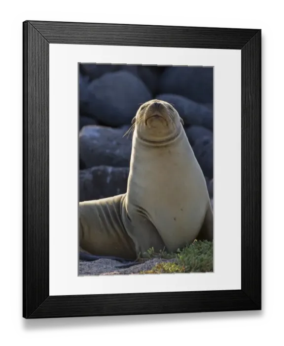 Framed Print : Ecuador. A Galapagos Sea Lion basks in the sun on North Seymour Island in the Galapagos Framed Print : Ecuador. A Galapagos Sea Lion basks in the sun on North Seymour Island in the Galapagos