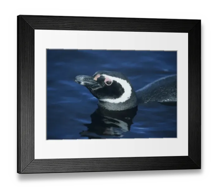 Framed Print : Magellanic Penguins, (Spheniscus magellanicus), Falkland Islands, Sea Lion Island
