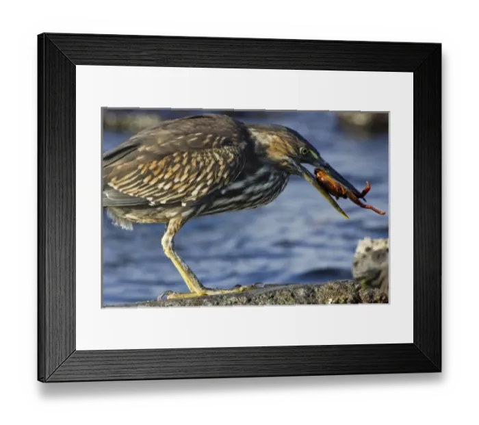 Framed Print : Ecuador. A Striated Heron eating a Sally Lightfoot Crab in the Galapagos Islands