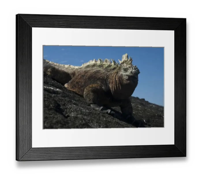 Framed Print : Marine Iguana (Amblyrhynchus cristatus) Base of Wolf Volcano, Isabela Island, Galapagos Islands Framed Print : Marine Iguana (Amblyrhynchus cristatus) Base of Wolf Volcano, Isabela Island, Galapagos Islands