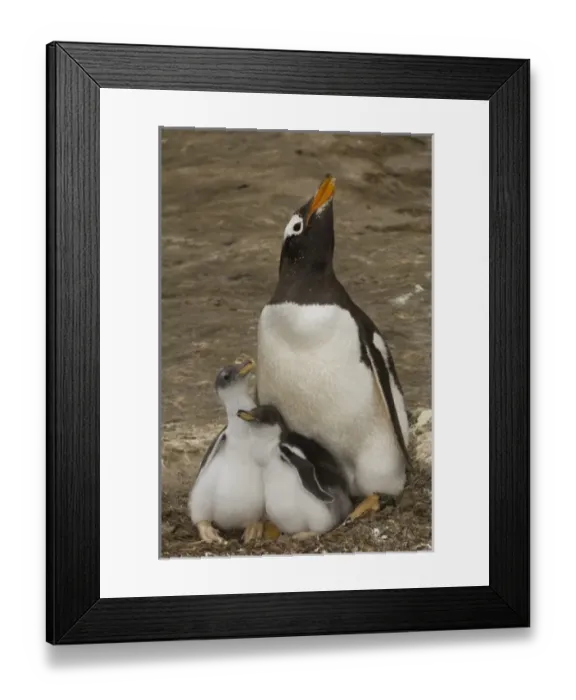 Framed Print : Gentoo Penguin (Pygoscelis papua) and chicks. These penguins are residents and breed Framed Print : Gentoo Penguin (Pygoscelis papua) and chicks. These penguins are residents and breed